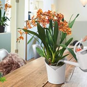 Tips og triks for pleie av orkideer
